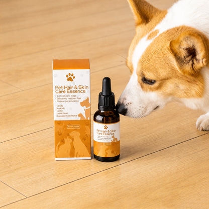 Corgi sniffing pet hair serum