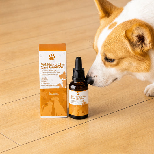 Corgi sniffing pet hair serum